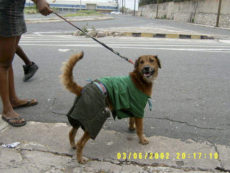greendog.jpg